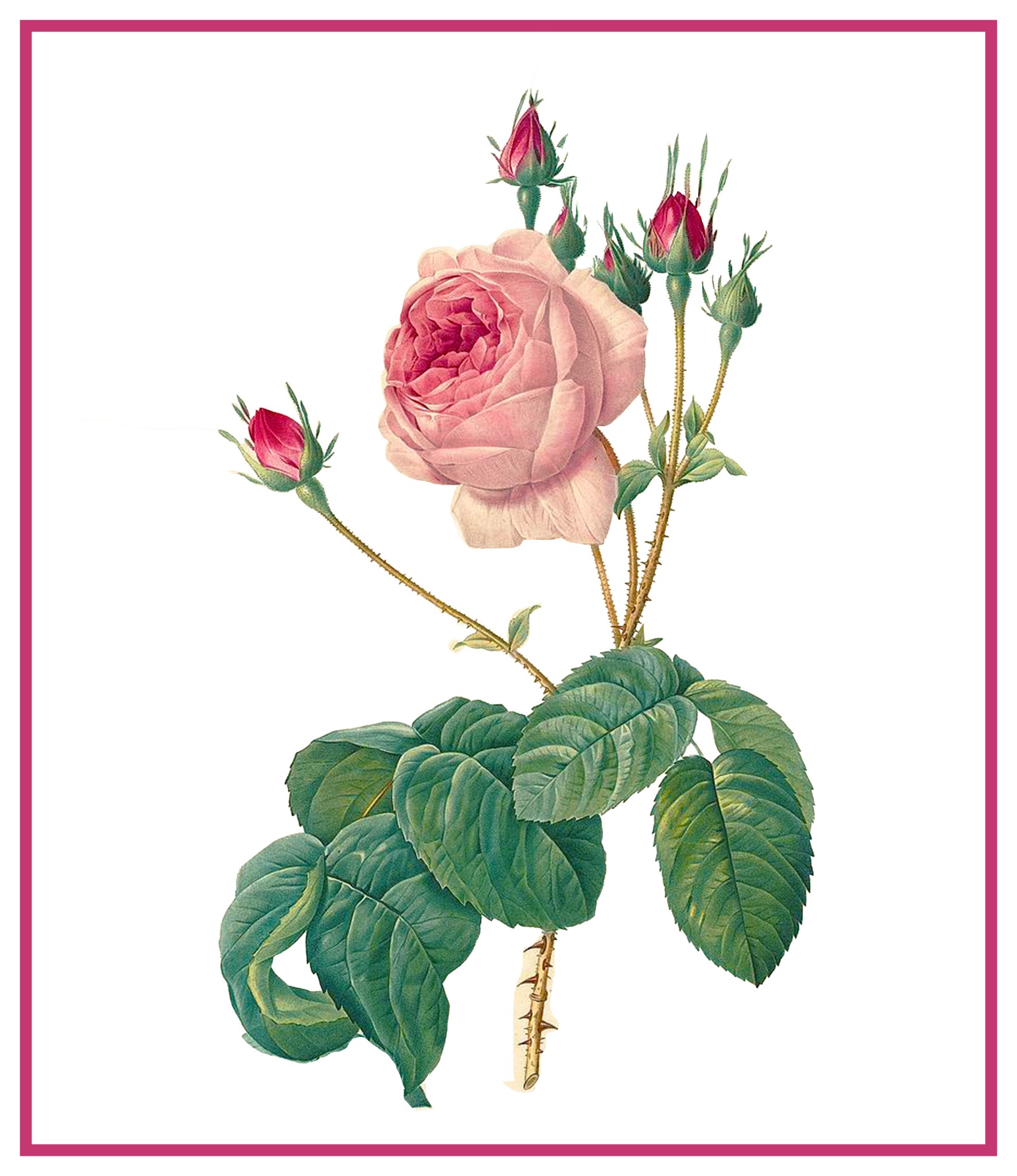 Redoute Flower Illustration of Tea Rose Illustration Count Cross Stitch  Pattern