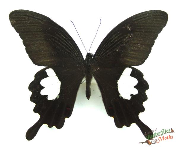 PAPILIO AEGEUS ORMENUS unmounted butterfly